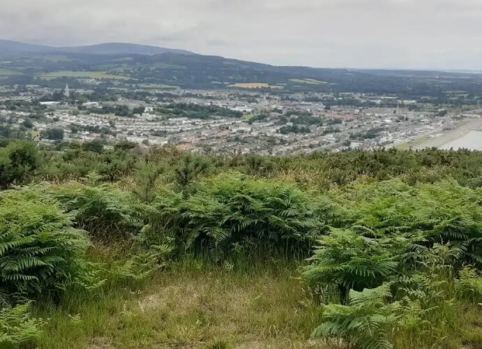Photo of country showing ferns and city