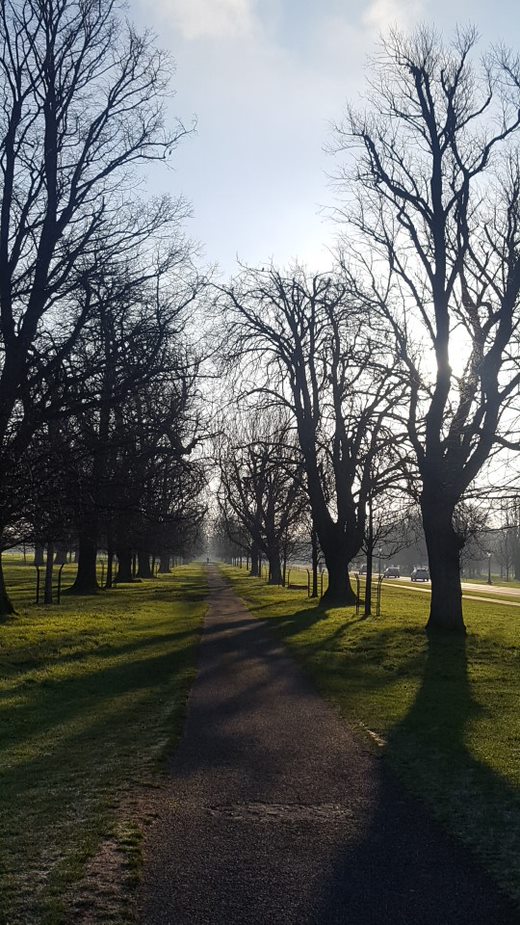 Photo of trees and path in Phoenix Park Dublin
