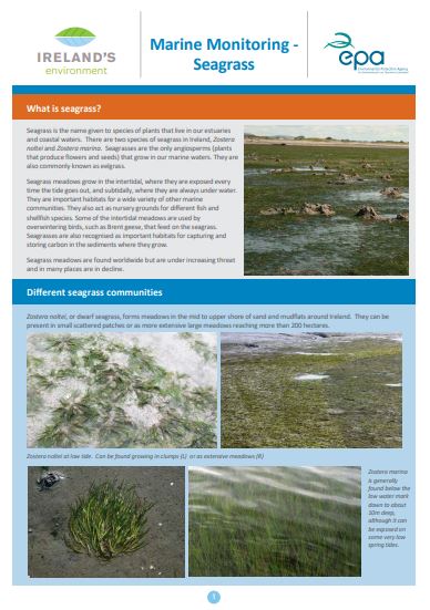 An image of the seagrass marine monitoring factsheet.